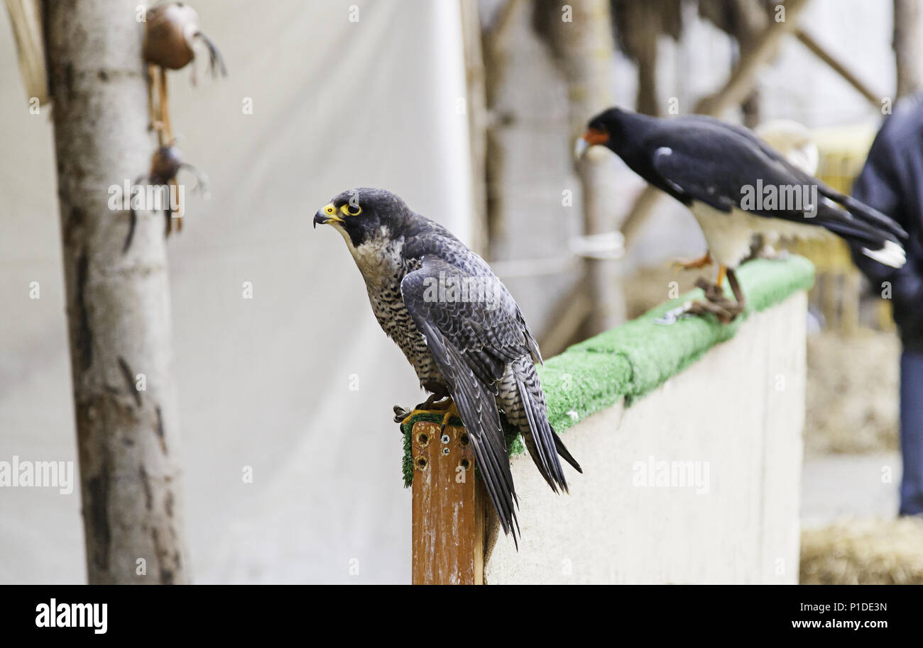 Les oiseaux de proie en captivité, détail d'oiseaux sauvages, grand oiseau Banque D'Images