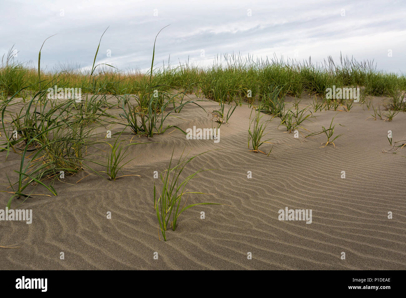 Plage de sable avec de l'herbe et des dunes de sable le long de la côte de Washington Banque D'Images