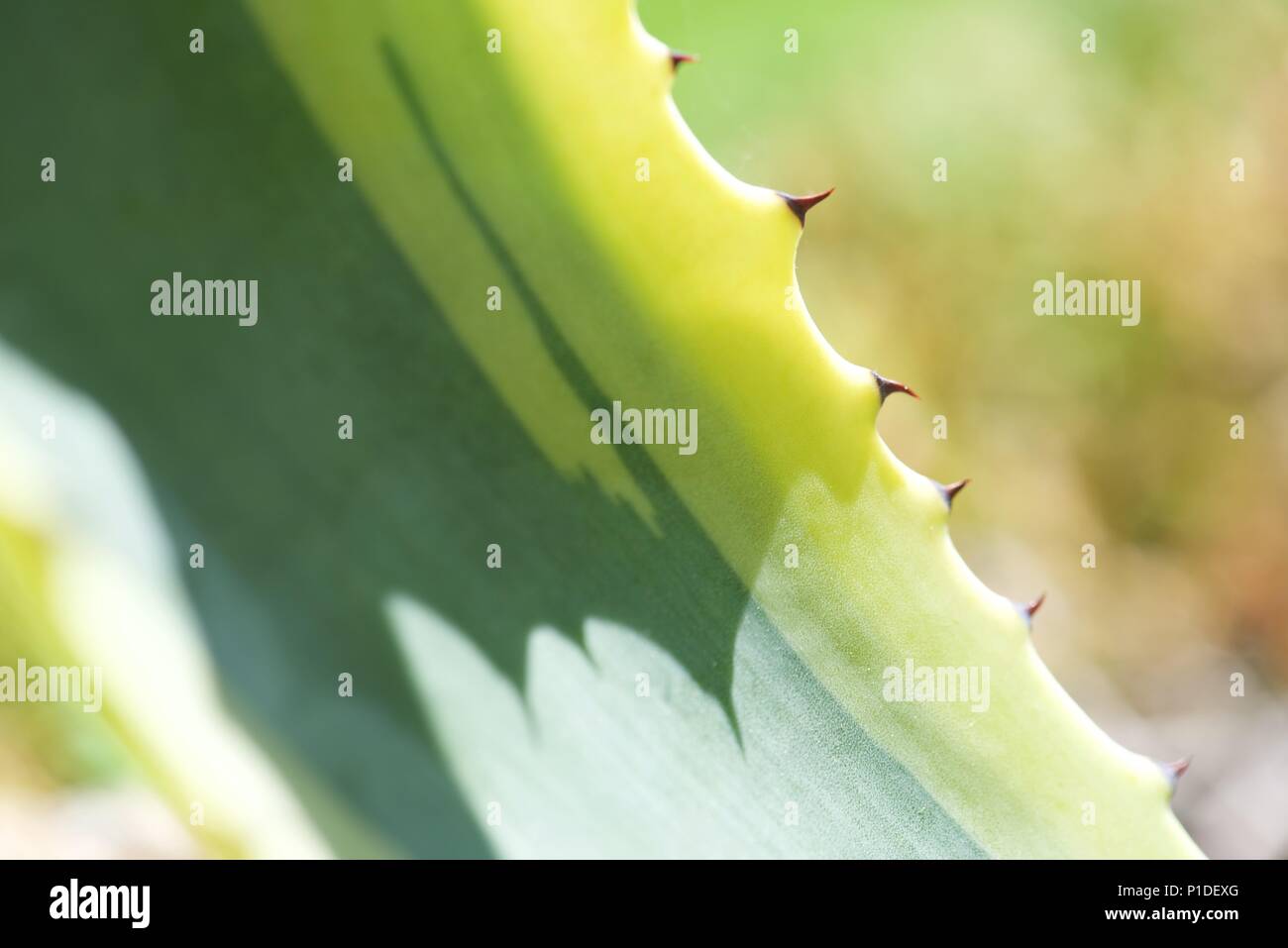 Agave americana variegata : un détail d'une feuille d'une plante d'Agave Banque D'Images