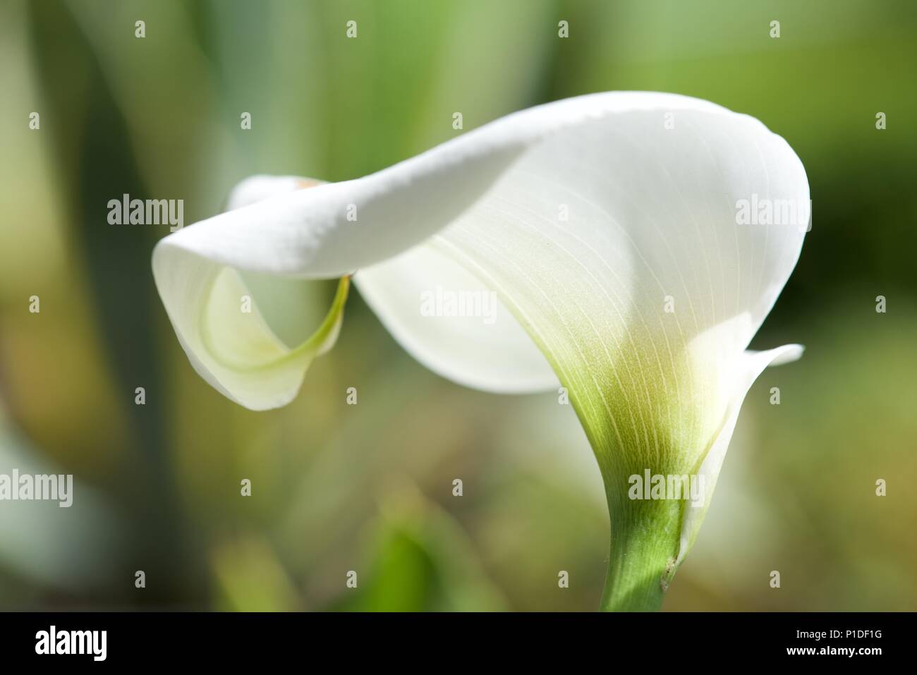 (Zantedeschia aethiopica Arum) : un gros plan d'une fleur d'Arum Banque D'Images