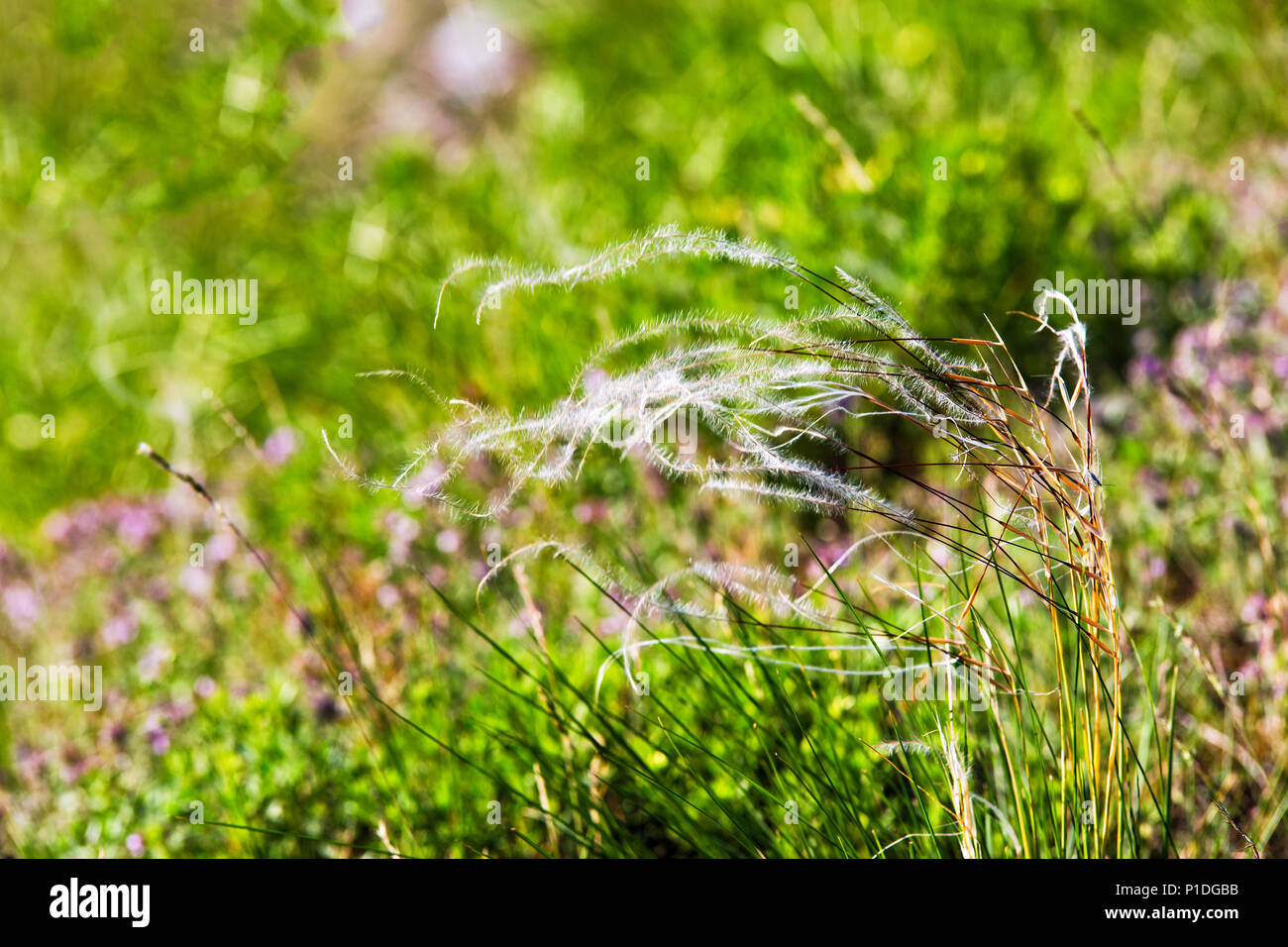 Paysage de printemps, domaine de l'herbe en plumes. Mat de l'herbe sur un été chaud jour étouffant Banque D'Images