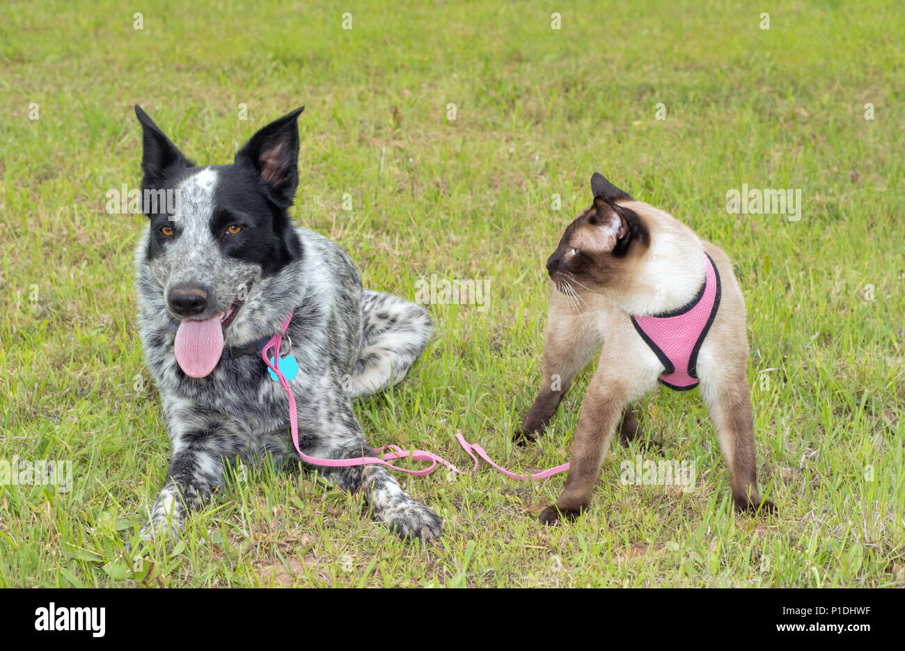 Spotted dog noir et blanc à l'extérieur dans l'herbe avec un chat siamois portant un faisceau rose Banque D'Images