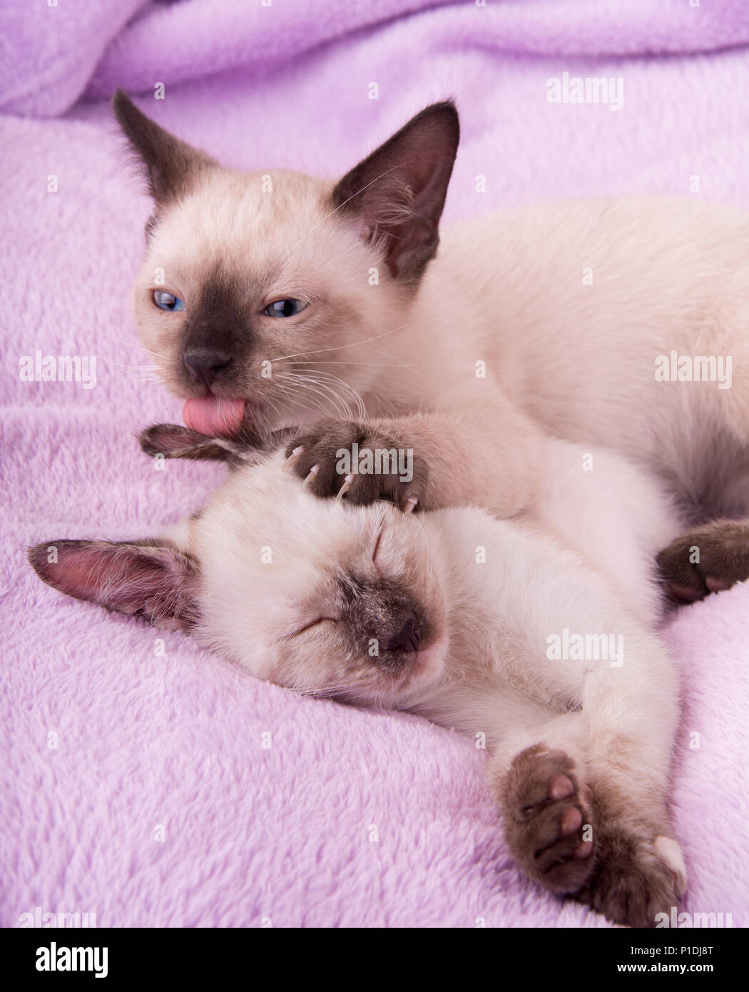 Chaton siamois de lécher l'oreille de sa sœur pendant qu'elle dort sur une couverture en polaire violet Banque D'Images
