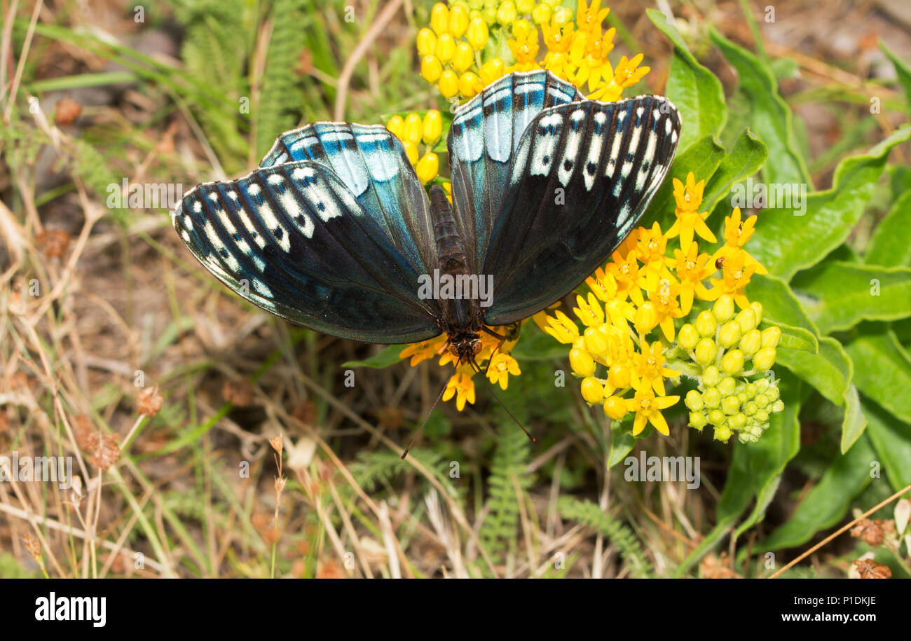 Belle, rare, femme Diana Fritillary butterfly se nourrissant sur une fleur jaune Banque D'Images