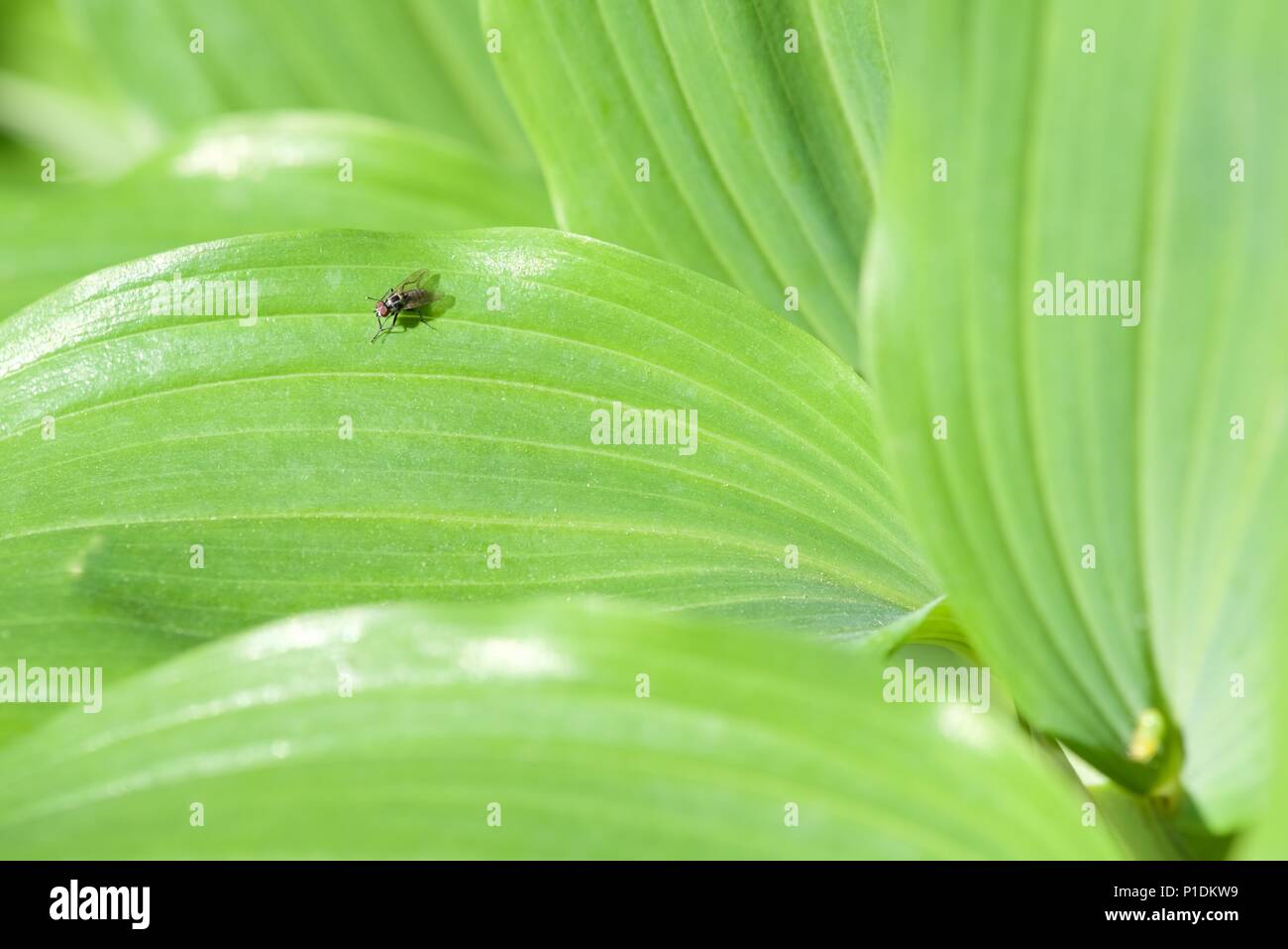 Hover fly : un seul hover fly en appui sur la feuille d'un sceau de Salomon plante Banque D'Images