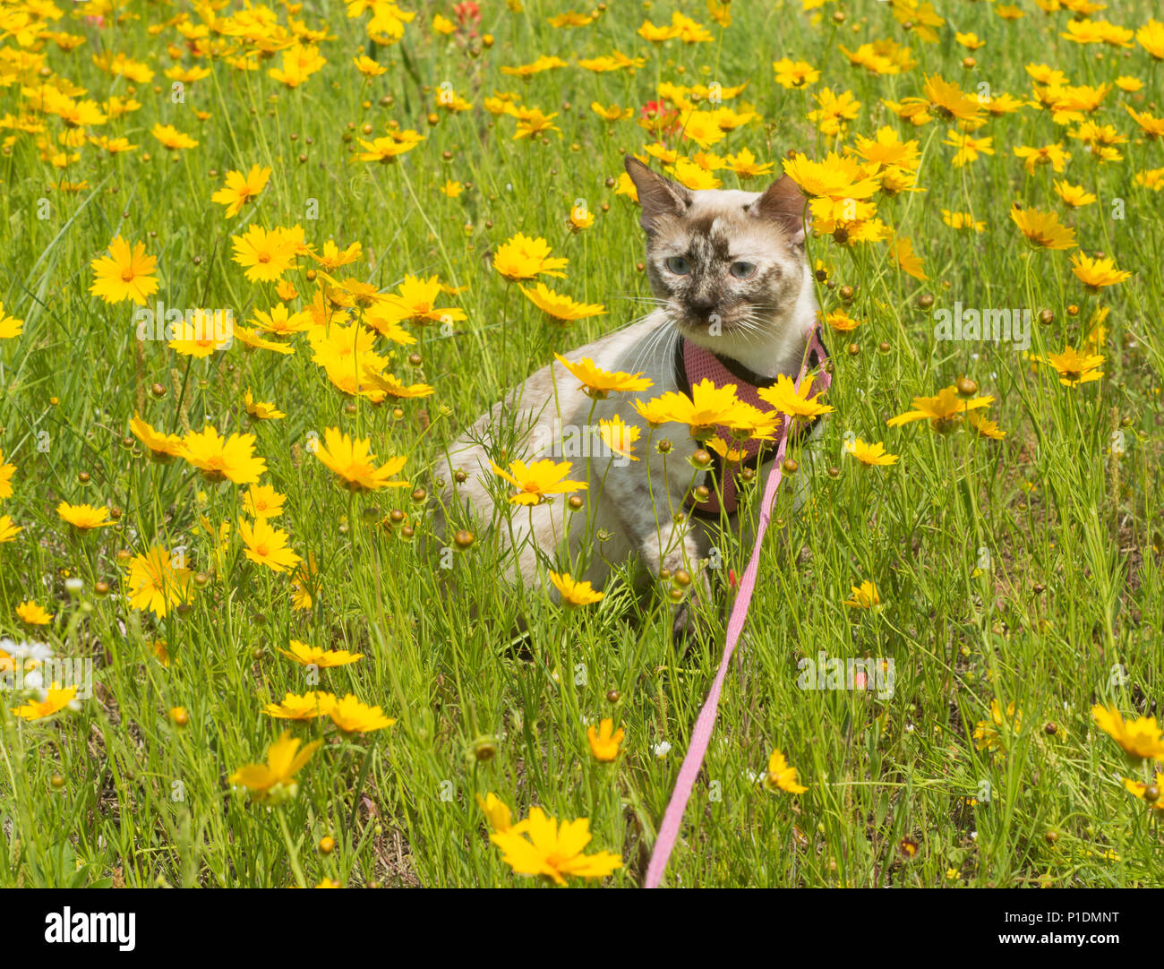 Tortie point Siamese Cat sur une aventure de plein air dans le faisceau, au milieu de fleurs sauvages jaune Banque D'Images
