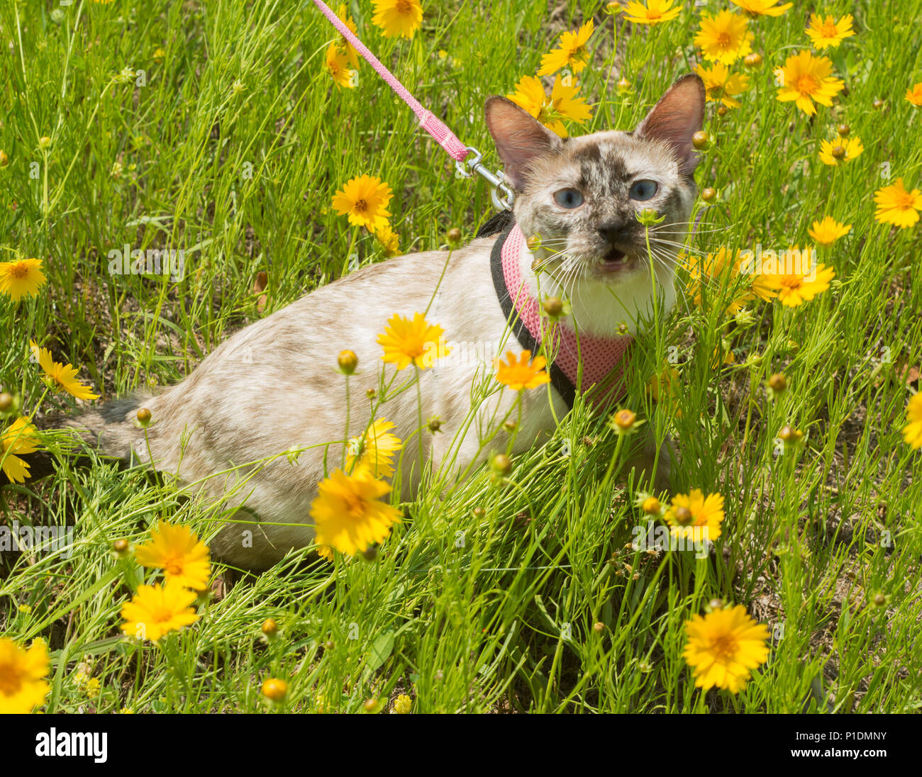 Petit chat siamois tortie point en laisse les fleurs jaune Banque D'Images