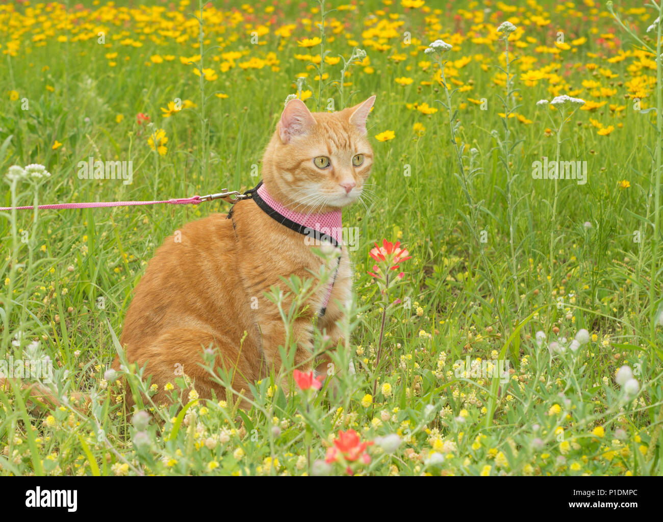 Chat tigré Orange en laisse, sur une prairie avec des fleurs sauvages du printemps ensoleillé Banque D'Images