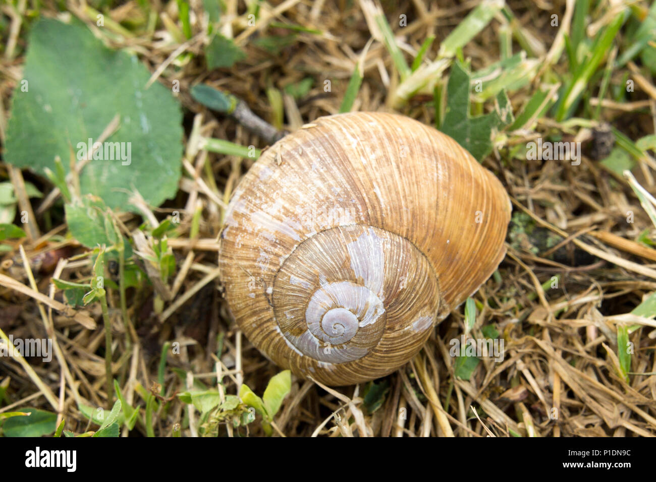 Close-up d'un escargot chambre après beaucoup de pluie Banque D'Images