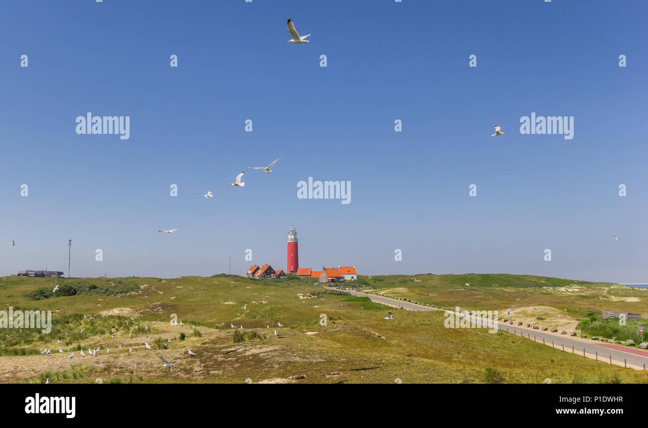Vol de mouettes dans les dunes de l'île de Texel, Hollande Banque D'Images