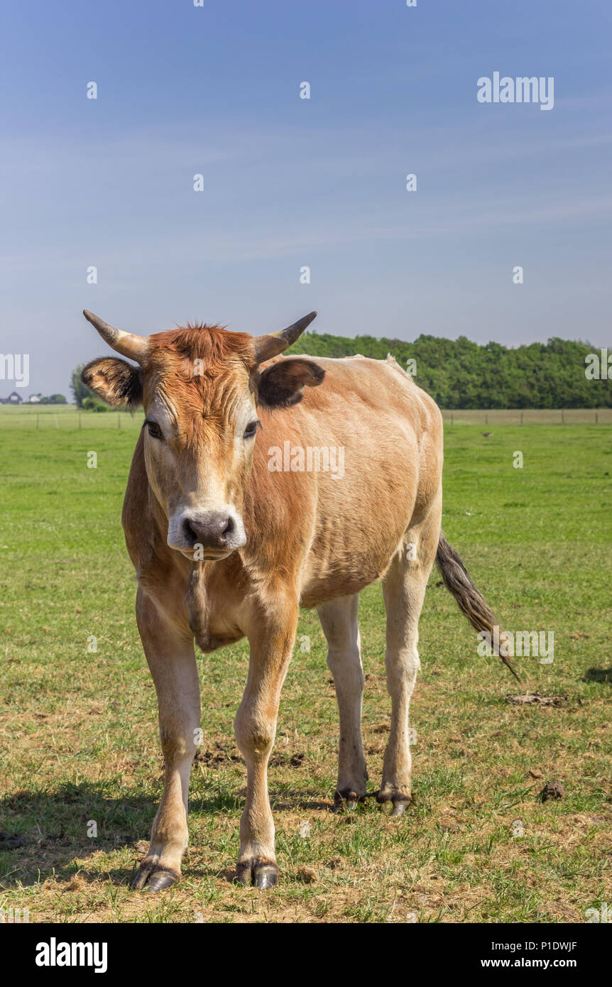 Vache limousine dans le paysage de l'île de Texel, Pays-Bas Banque D'Images