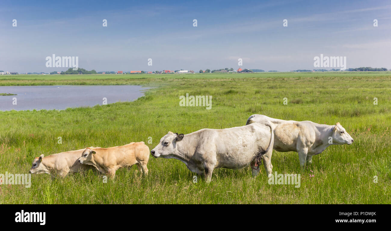 Piemontese blanc vaches dans le paysage de l'île de Texel, Hollande Banque D'Images