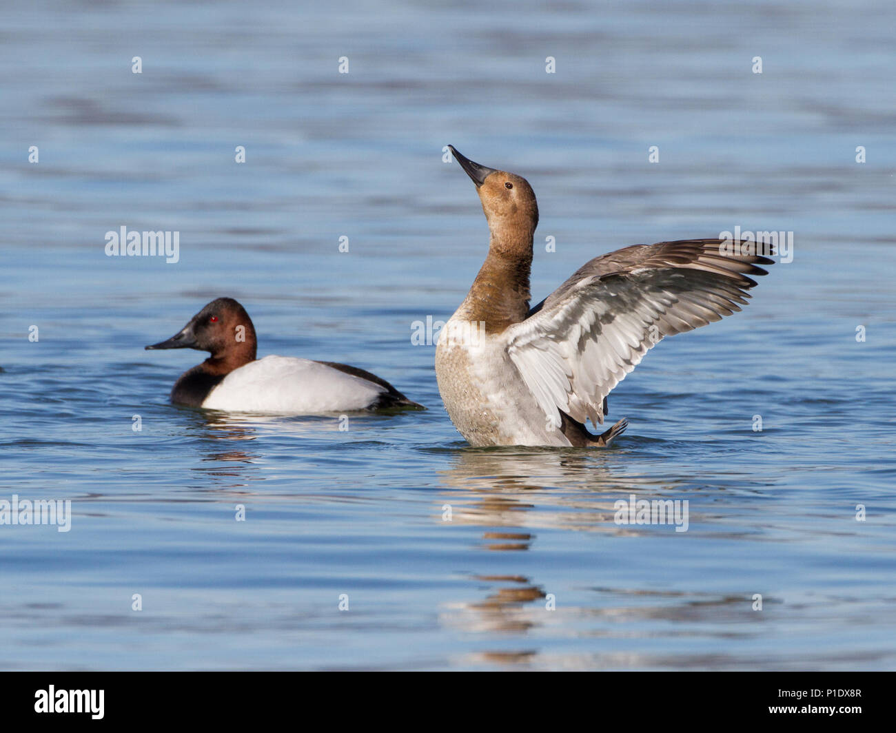 Une paire de canards fuligule sur l'eau. Banque D'Images