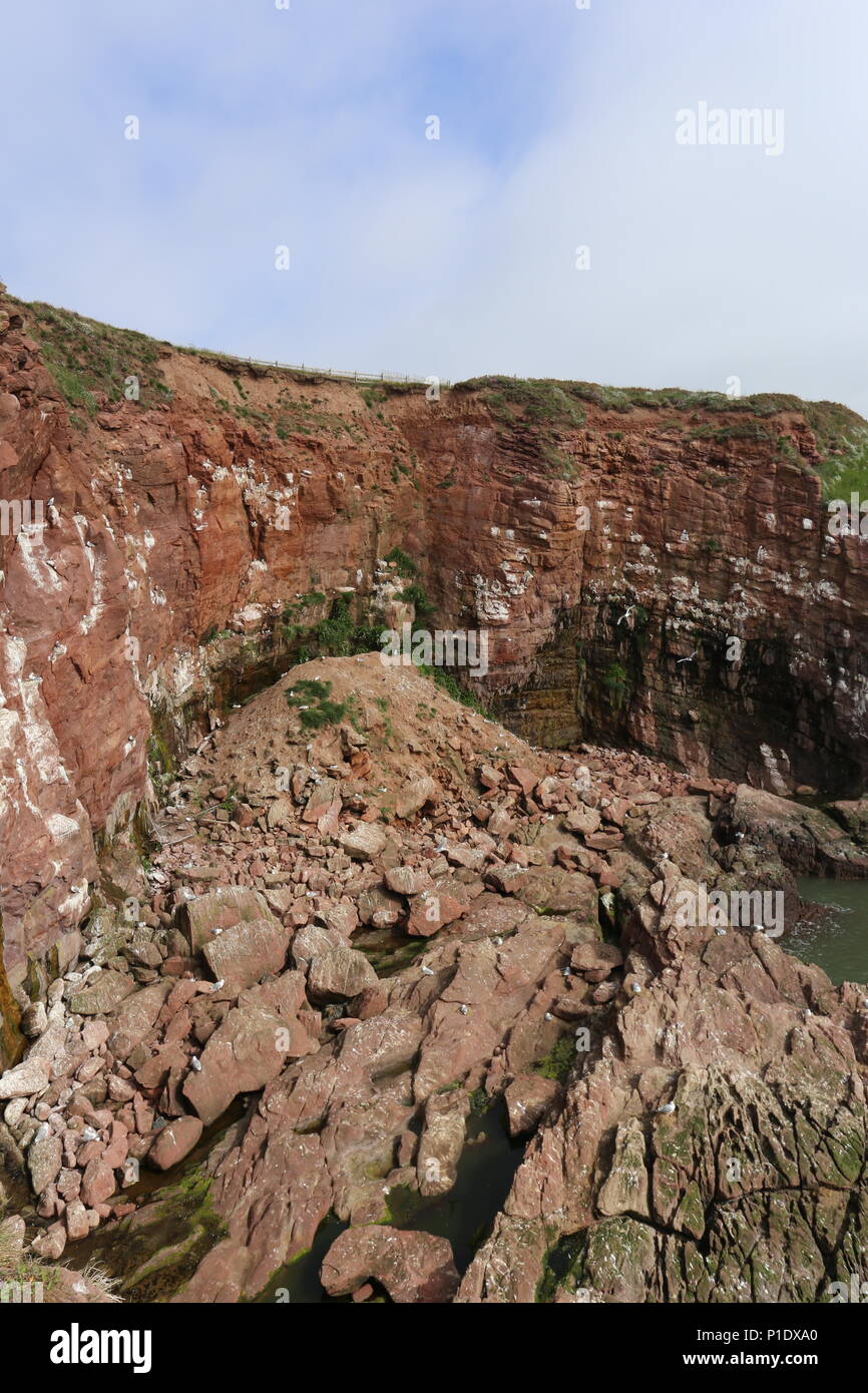 La nidification des goélands mer falaises Seaton Angus Scotland Juin 2018 Banque D'Images