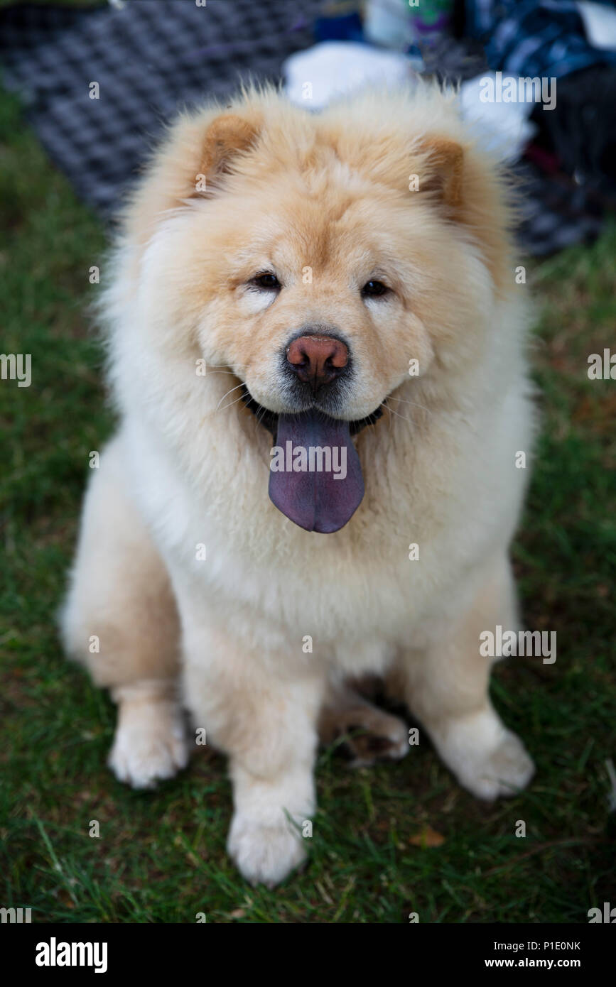 Close Up Sur Chow Chow Chien Et La Langue Bleue Banque D