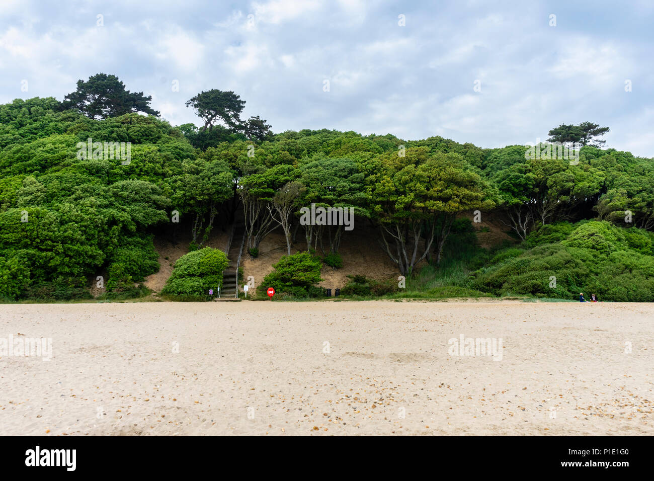 Plantation de chênes verts à Steamer Point réserve naturelle à la plage de Highcliffe, Dorset, England, UK Banque D'Images