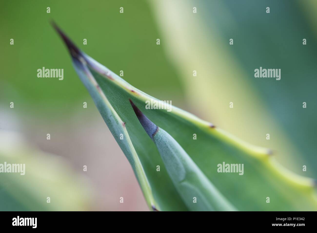 Agave americana variegata : un détail de l'extrémité des feuilles d'un agave Banque D'Images