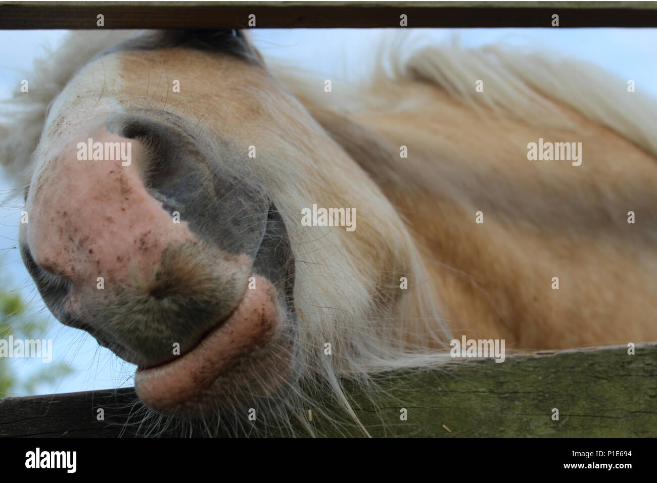 Funny horse coller son nez dans l'appareil photo Banque D'Images