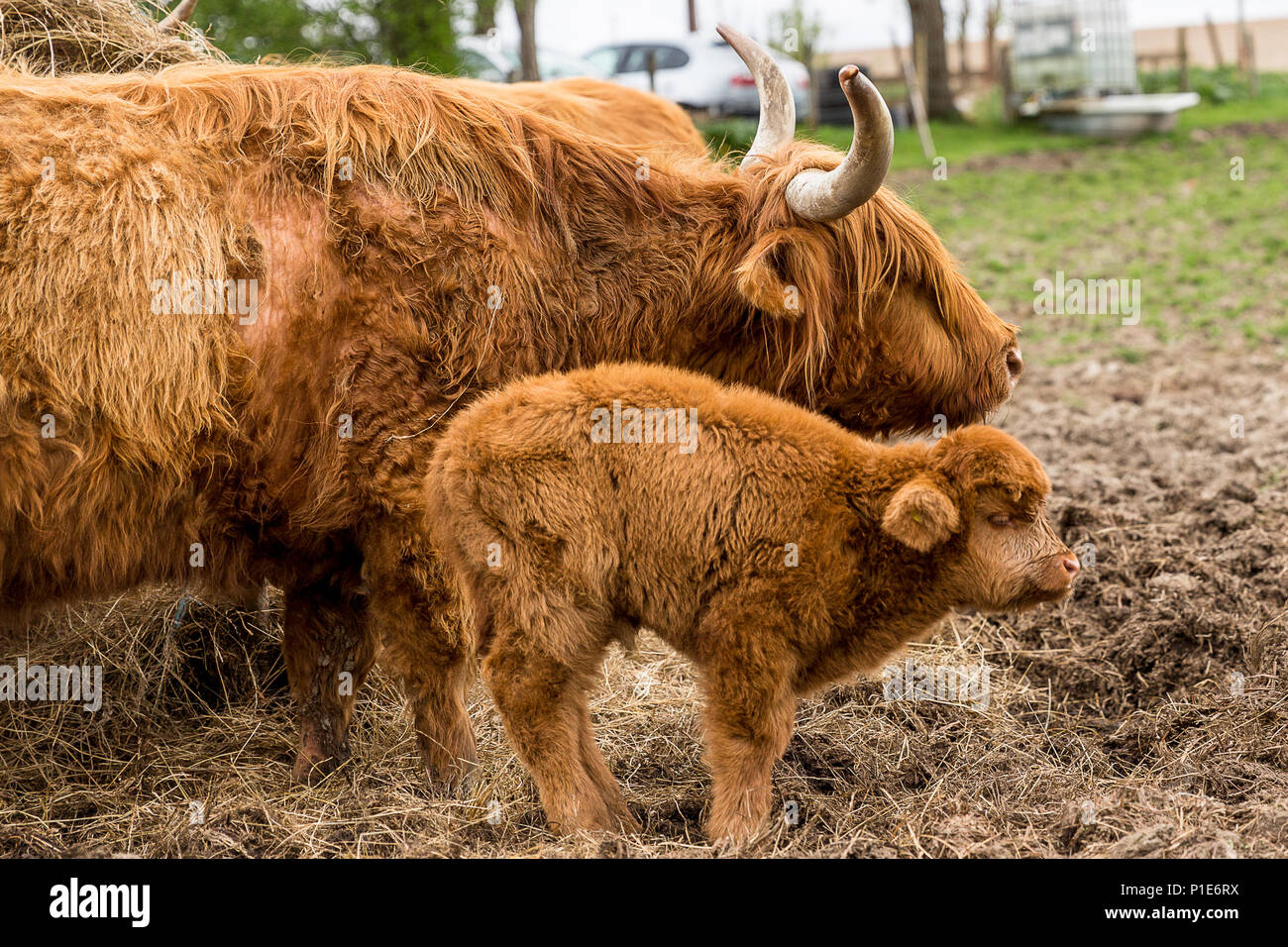 Highland Cattle Baby Banque D Image Et Photos Alamy