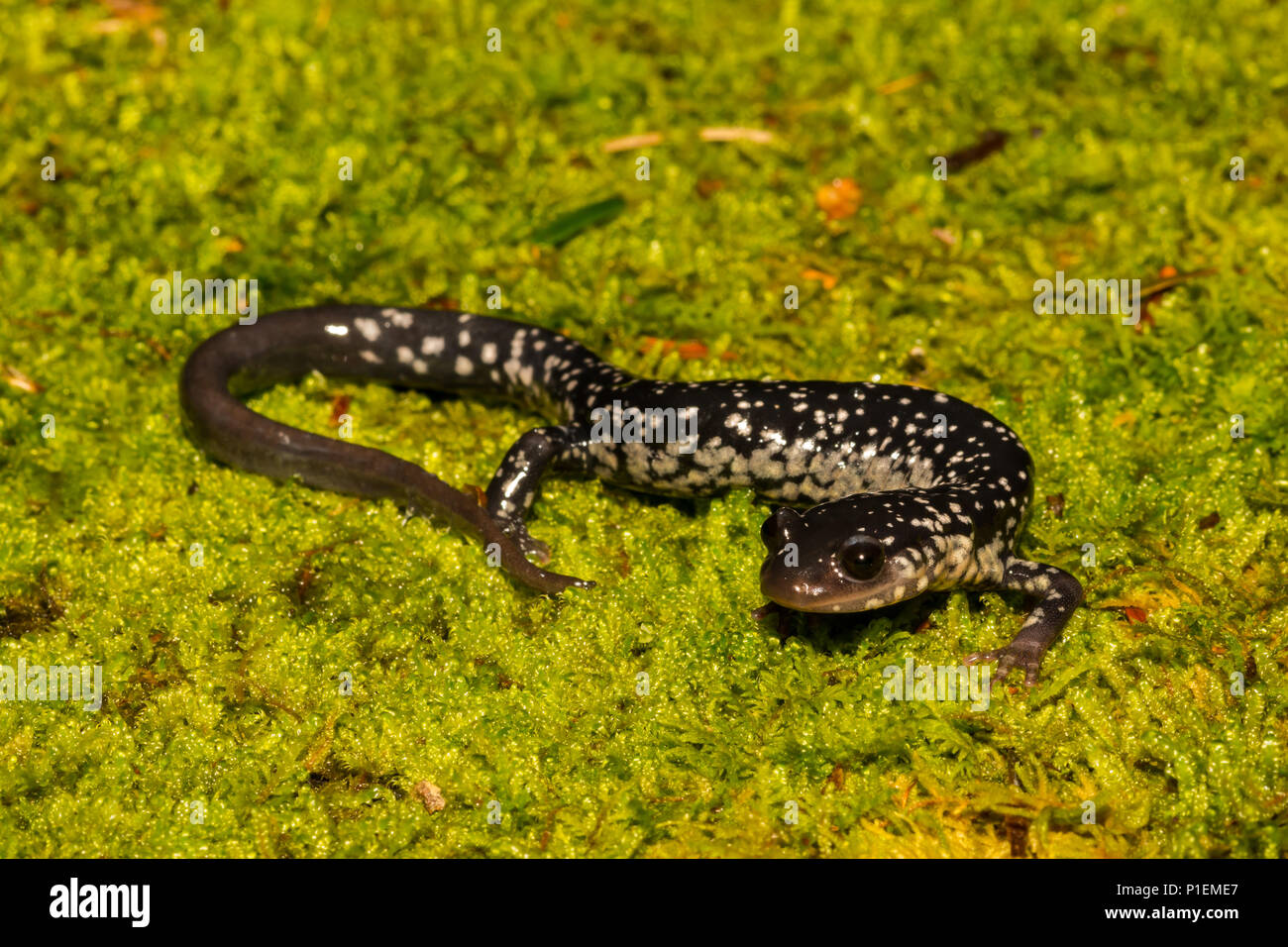 Salamandre visqueuse du nord (Plethodon glutinosus) Banque D'Images