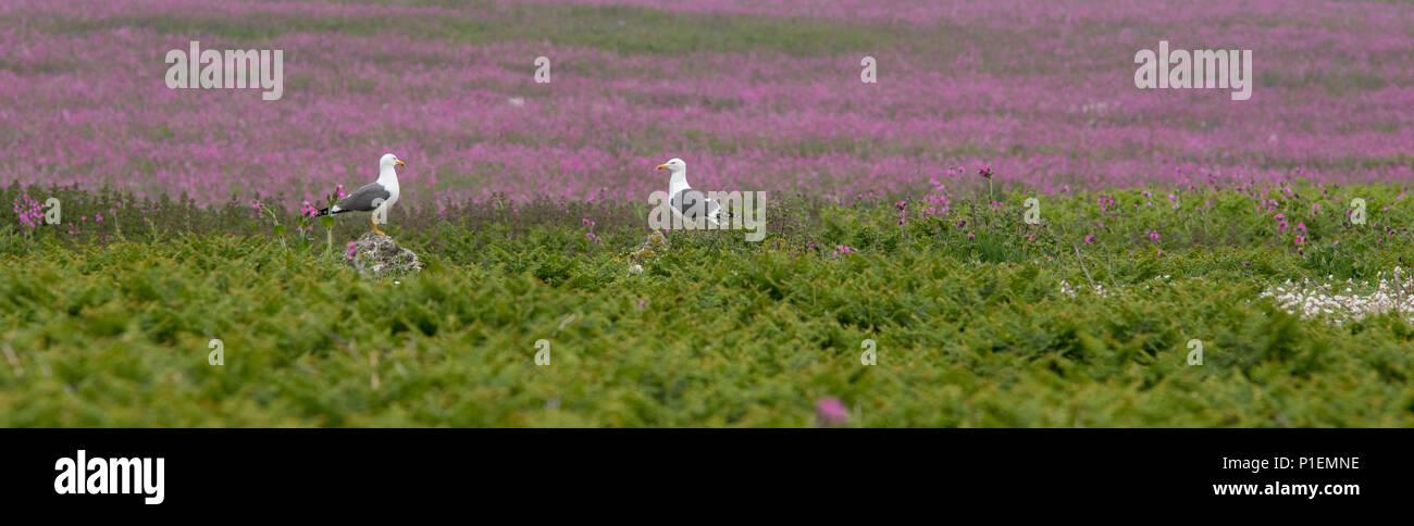 Avis de Red Campion Fleurs et Deux Goélands, Pays de Galles, Royaume-Uni Banque D'Images