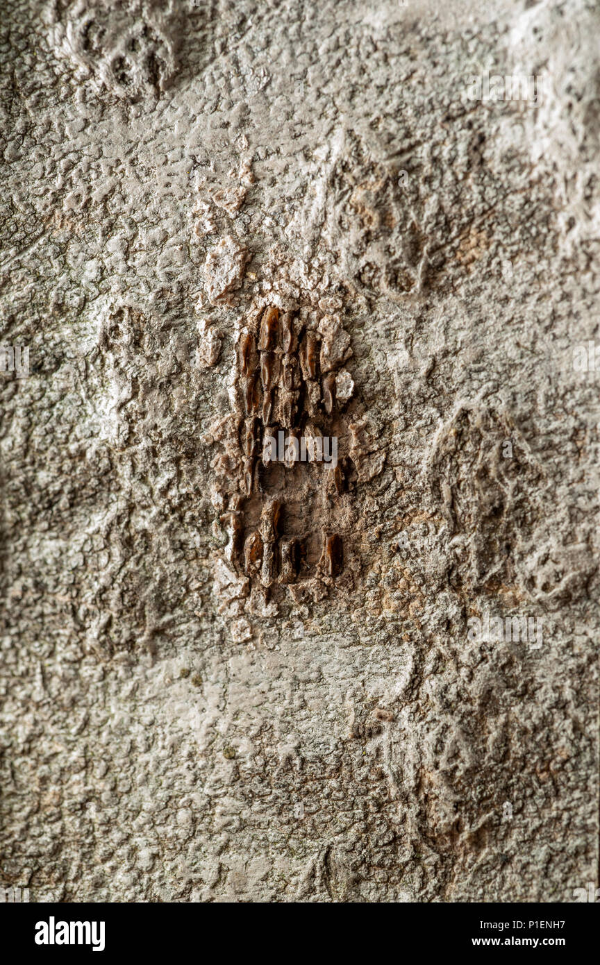 Vue rapprochée du LANTERNFLY LYCORMA DELICATULA) OEUFS (SUR L'ARBRE DU CIEL (Ailanthus altissima), comté de Berks, en Pennsylvanie Banque D'Images