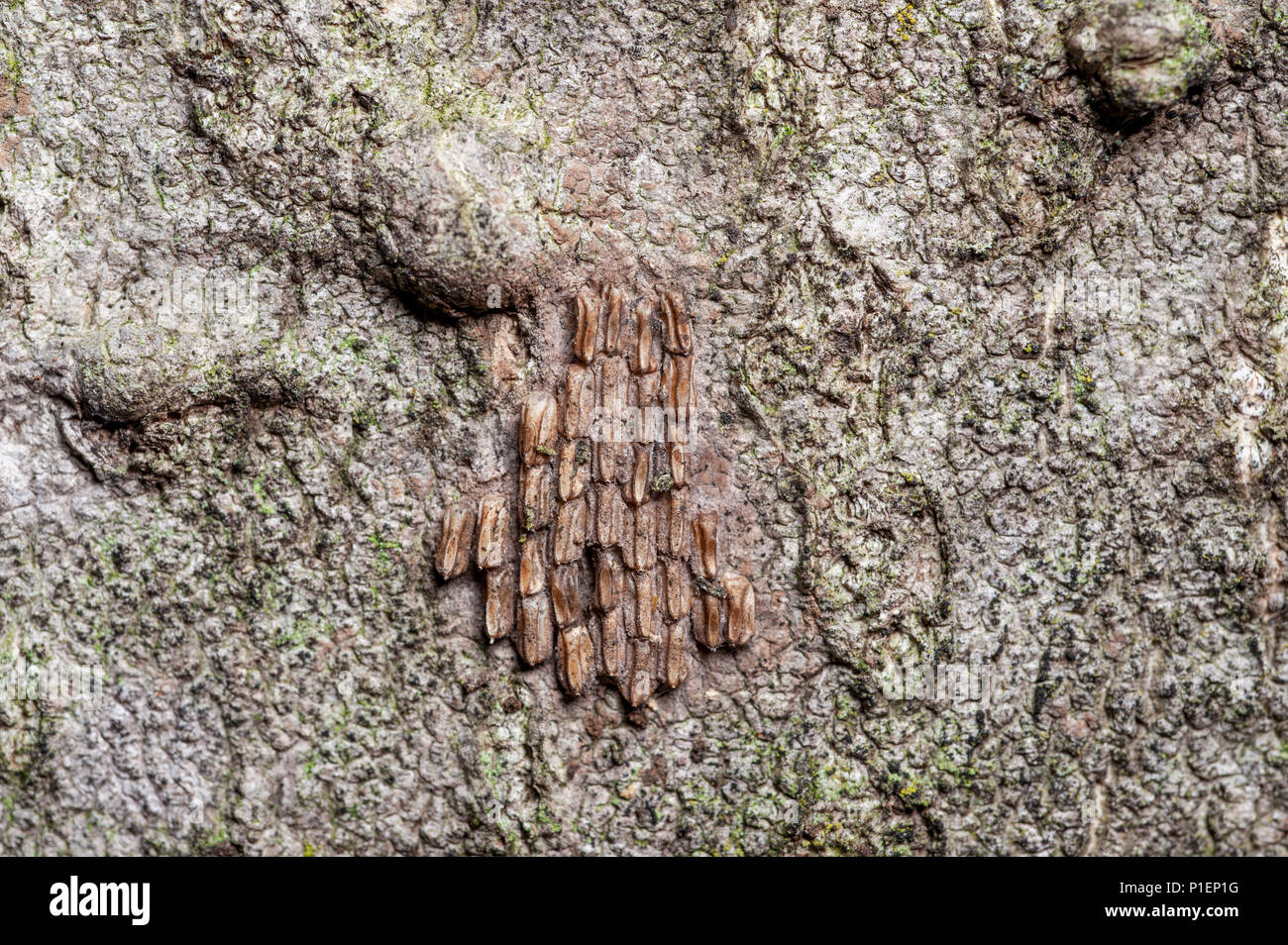 Vue rapprochée du LANTERNFLY LYCORMA DELICATULA) OEUFS (SUR L'ARBRE DU CIEL (Ailanthus altissima), comté de Berks, en Pennsylvanie Banque D'Images
