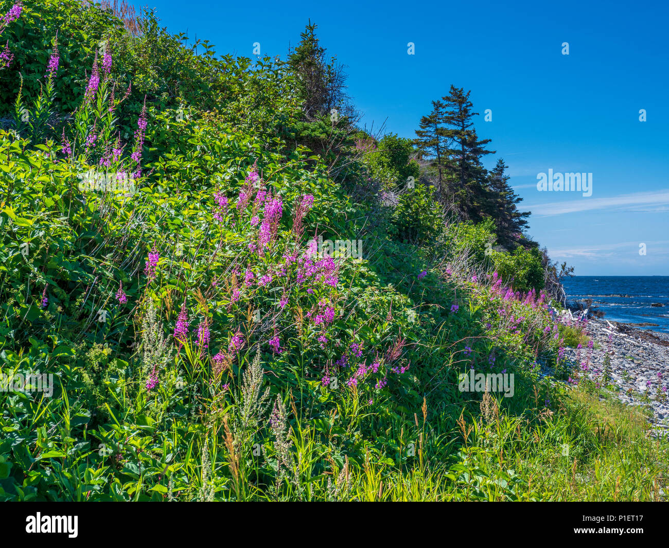 Fleurs d'épilobe le long de la route, Gaspésie, Québec, Canada Banque D'Images