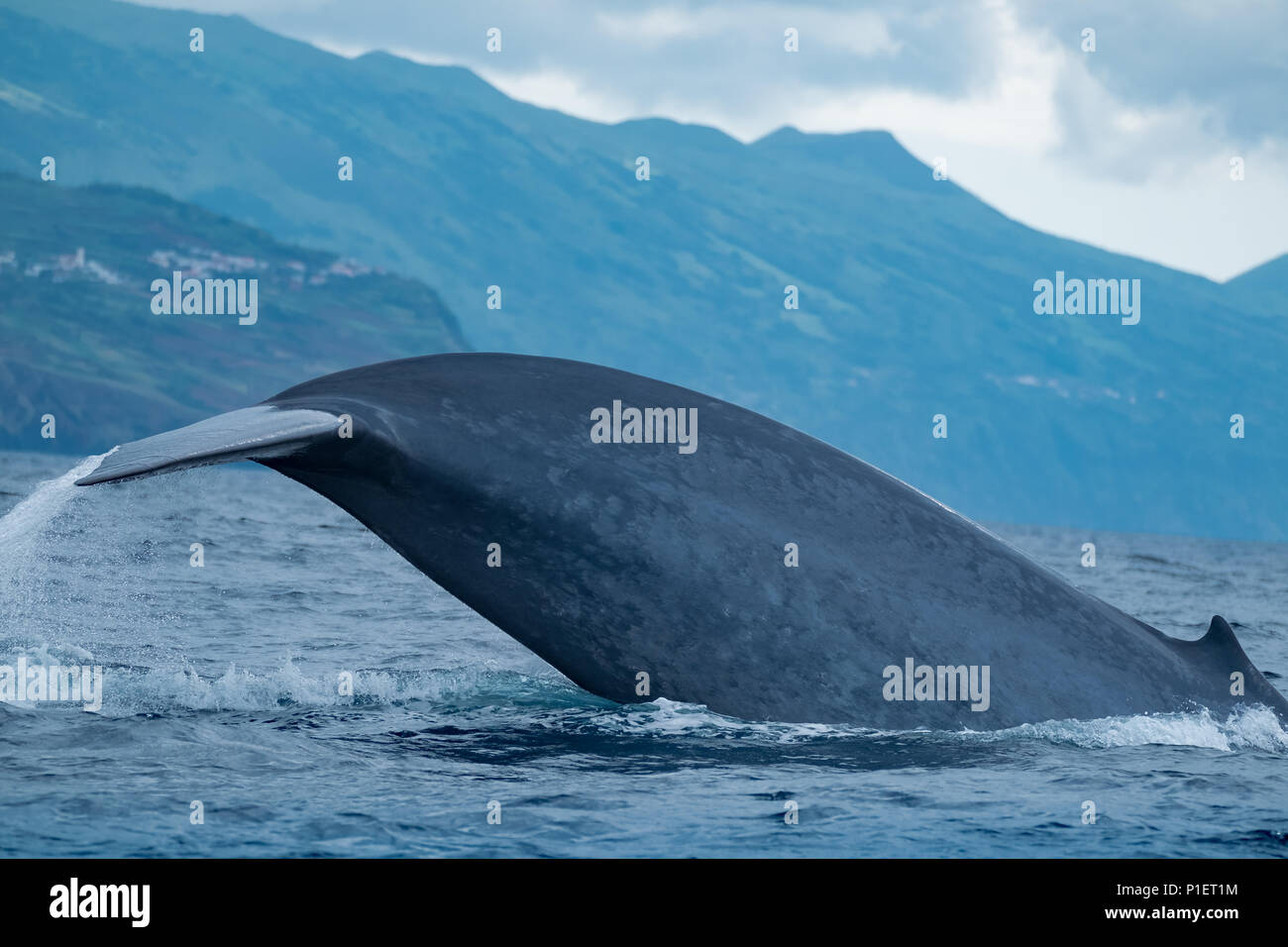 La troisième arrière d'une baleine bleue à la côte de l'île de Pico Banque D'Images