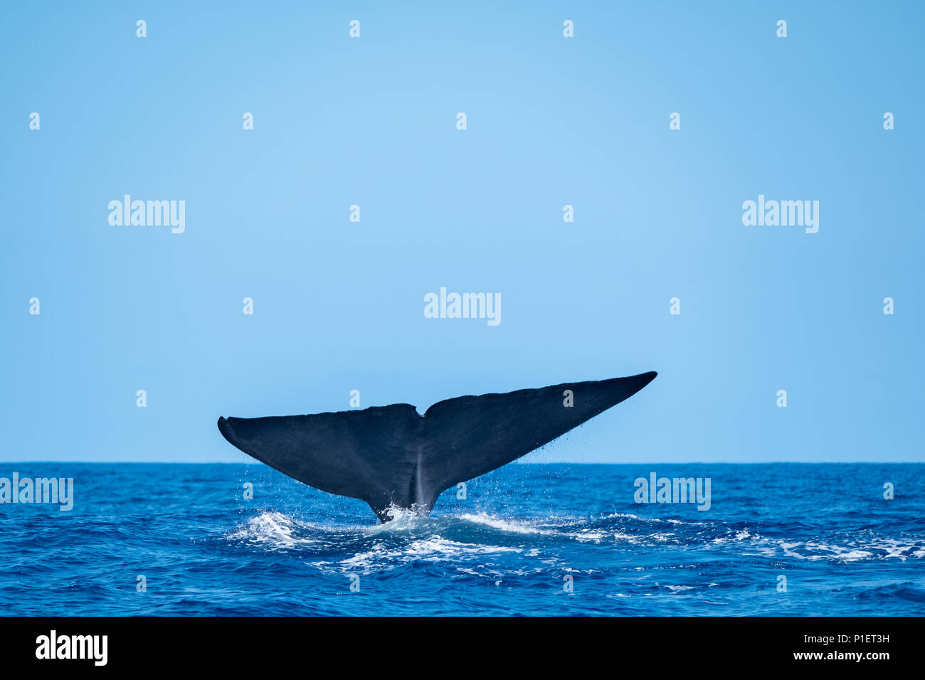 Une énorme baleine bleue montrant sa queue queue Banque D'Images