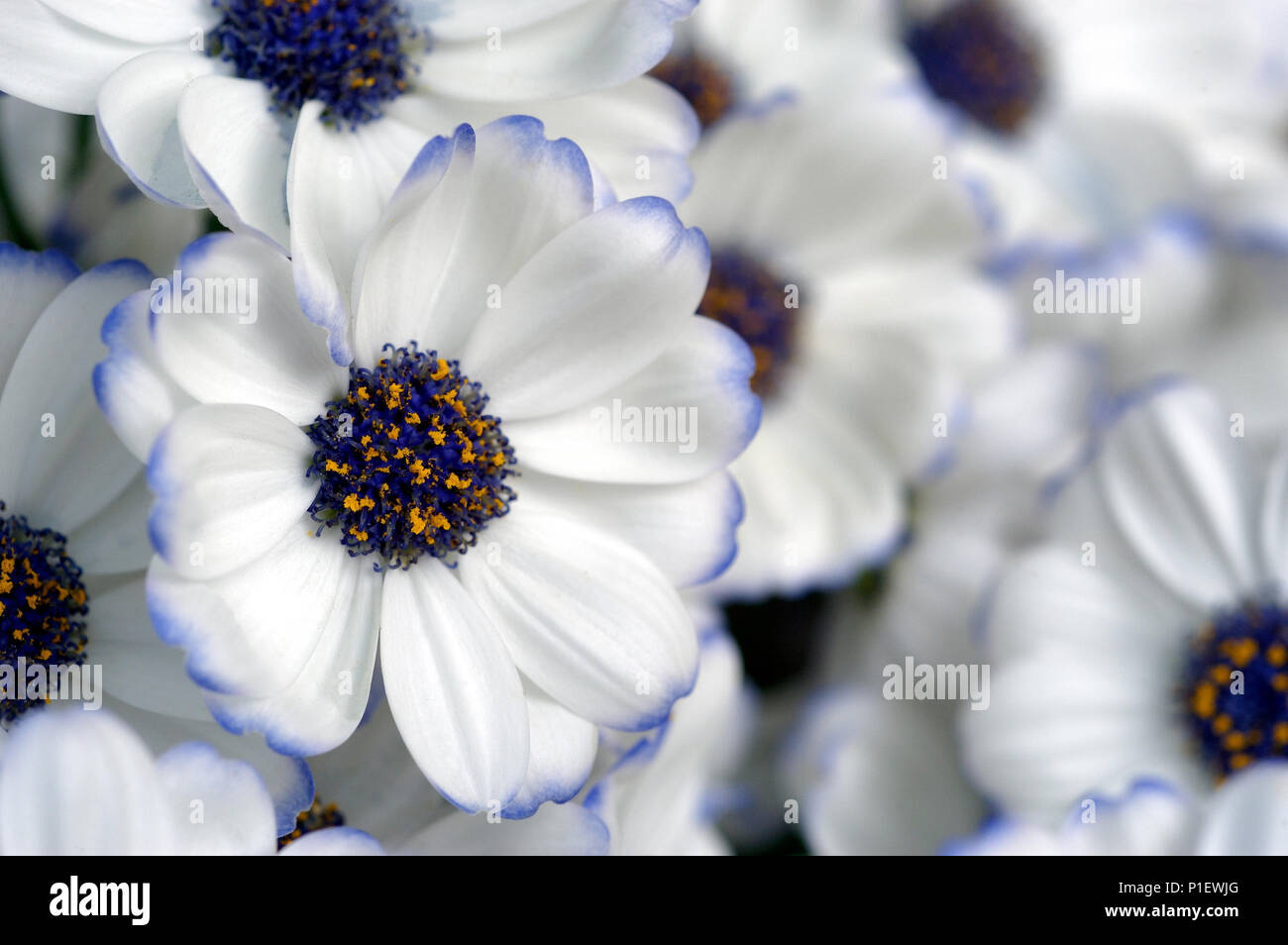 Marguerite blanche comme flower,de plus en plus maison verte. Banque D'Images