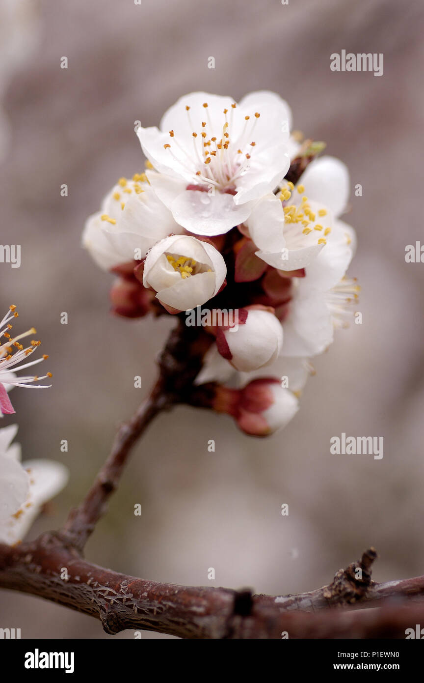 Close-up of Apricot Blossom. Banque D'Images