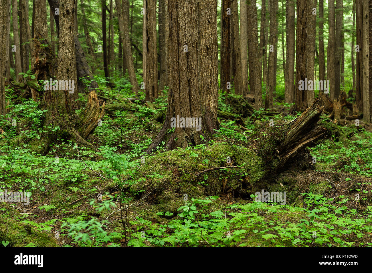 Forêt verdoyante marbre, Canaries, Point de Hoonah, Alaska, USA. Banque D'Images