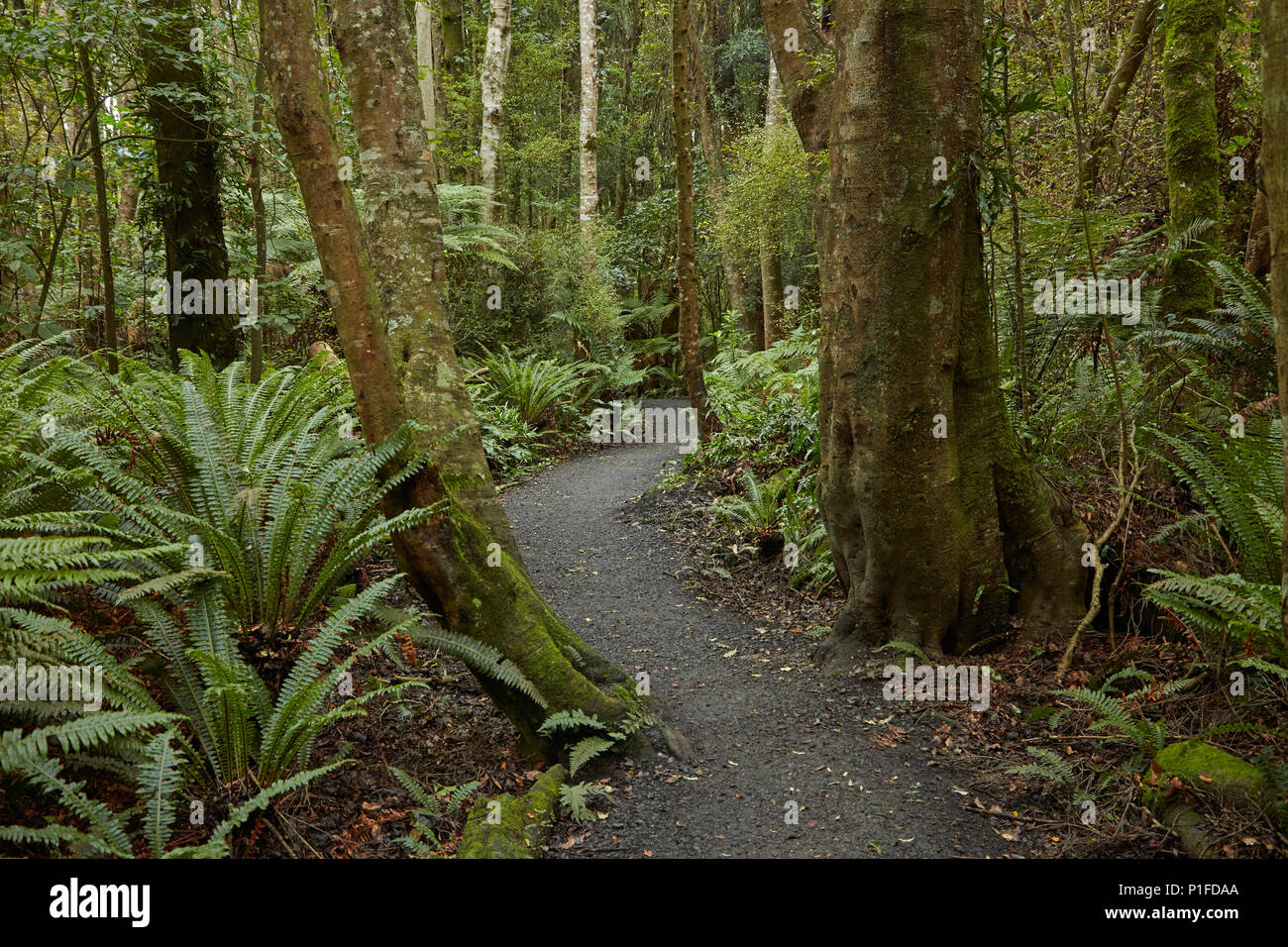 Une piste de marche à travers la mer Réserve Bush, Invercargill, Southland, île du Sud, Nouvelle-Zélande Banque D'Images