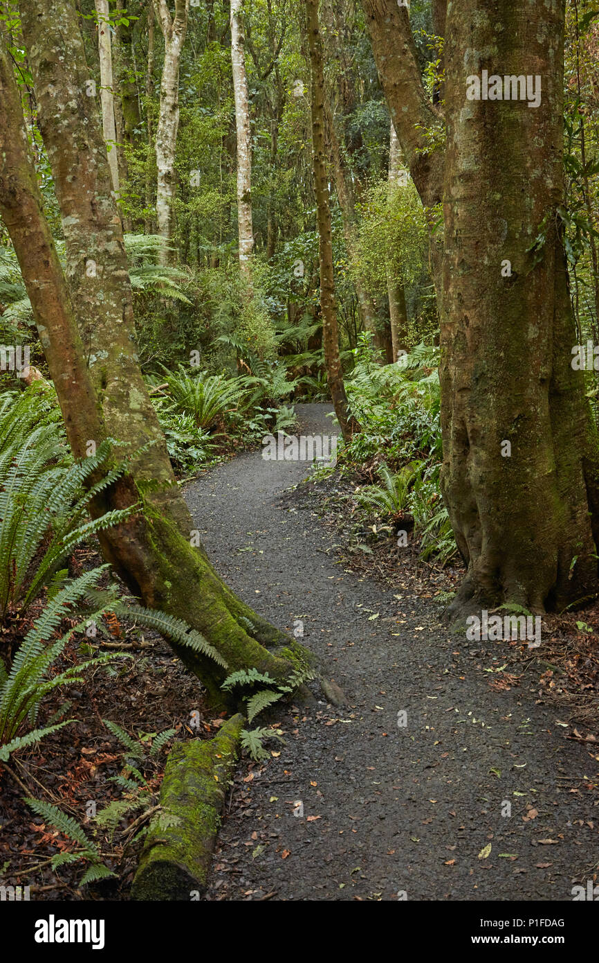 Une piste de marche à travers la mer Réserve Bush, Invercargill, Southland, île du Sud, Nouvelle-Zélande Banque D'Images