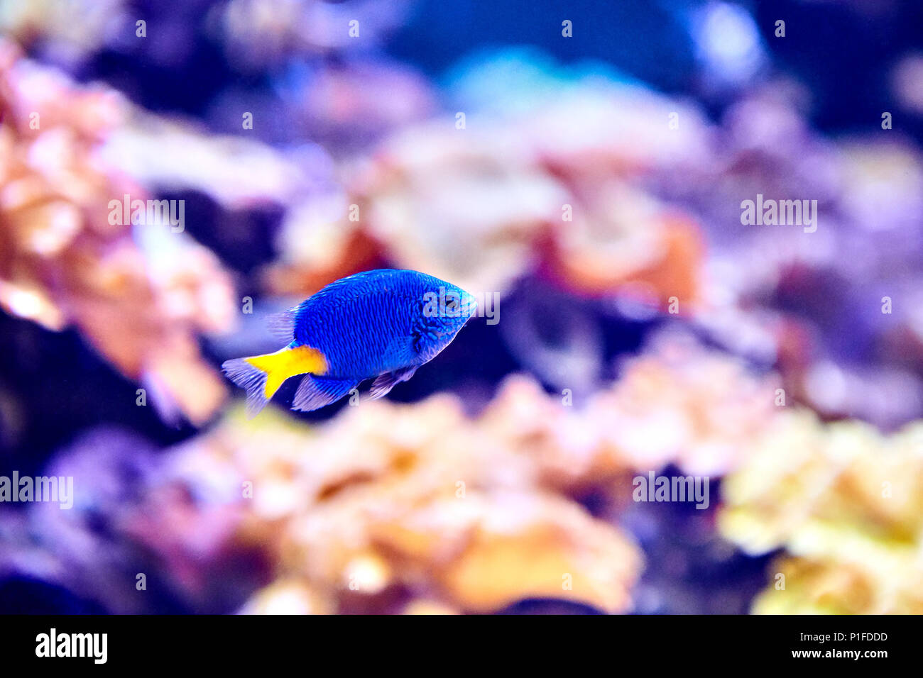 Chrysiptera parasema, également connu sous le nom de demoiselle à queue jaune ou bleu devil demoiselle est populaire marine aquarium de poissons. Banque D'Images