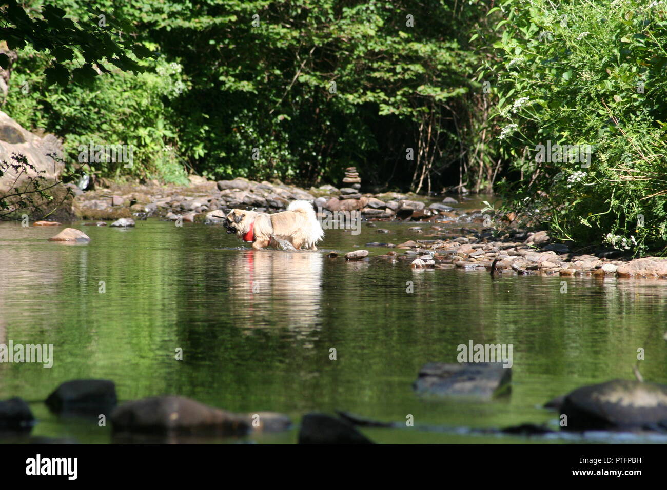 Petit chien jouant dans river un jour d'été Banque D'Images