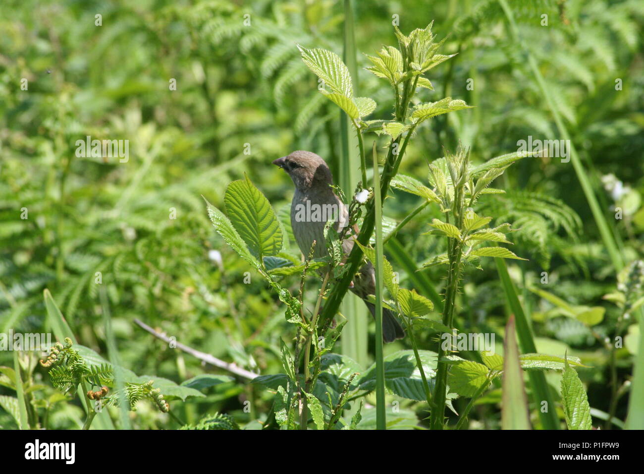 Dans un buisson d'oiseaux Banque D'Images