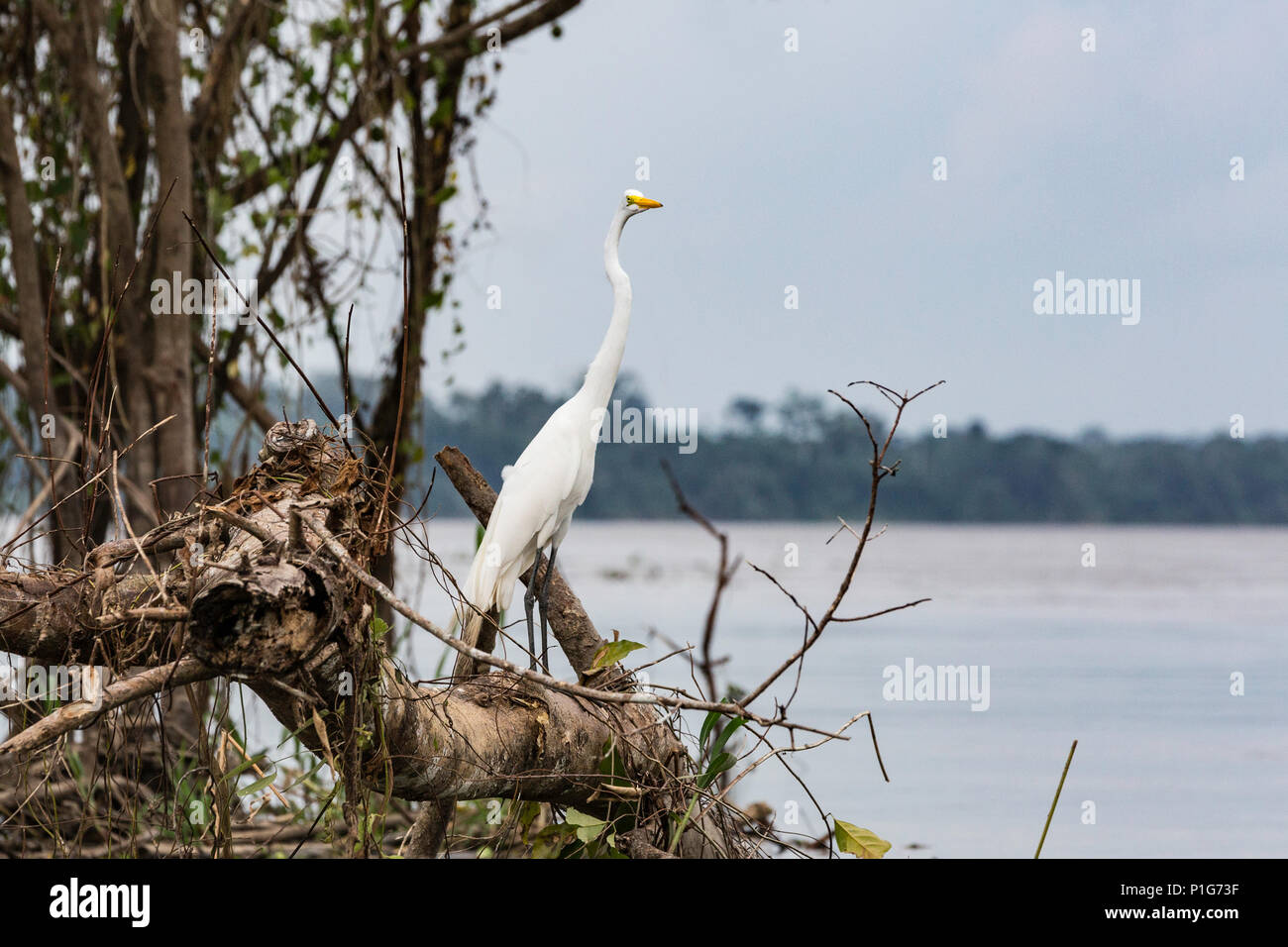 Des profils grande aigrette Ardea alba egretta, El Dorado, rivière du bassin supérieur de l'Amazone, Loreto, Pérou Banque D'Images