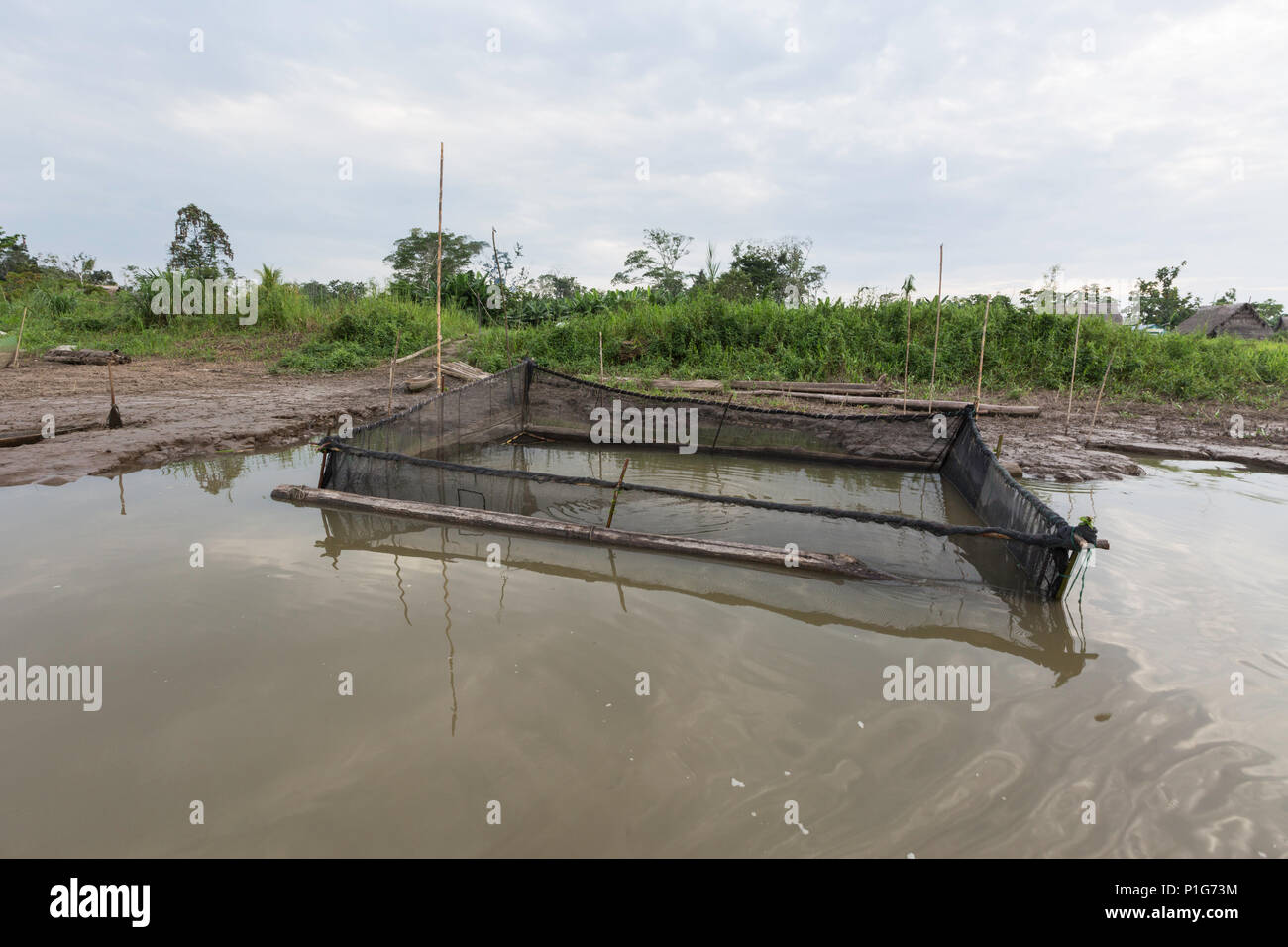 Piège à poisson expose l'eau est basse à Atun Pozas, haut bassin du fleuve Amazone, Loreto, Pérou Banque D'Images