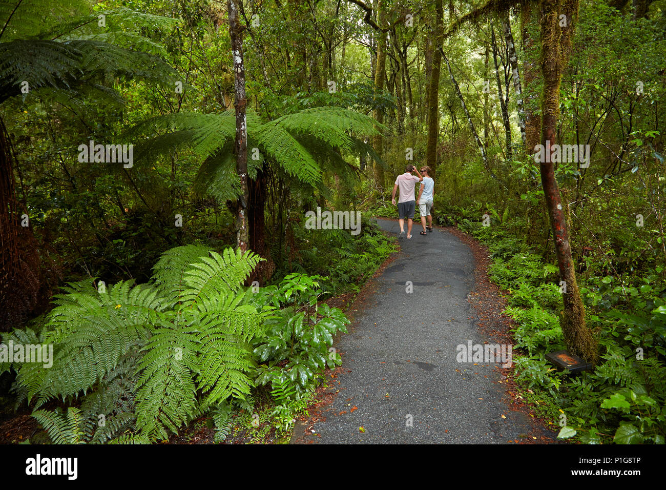 Les touristes sur bush à pied, agréable appartement, Haast Pass, Mt aspirant National Park, côte ouest, île du Sud, Nouvelle-Zélande (Modèle 1992) Banque D'Images