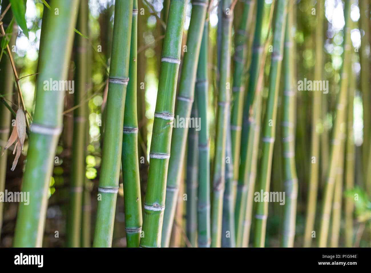 Plante arbre bambou forset, selective focus sur les tiges vertes. Banque D'Images