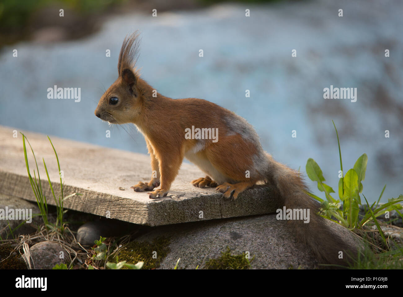 Sciurus vulgaris. Hyvinkää, Finlande. 13.5.2018 Banque D'Images