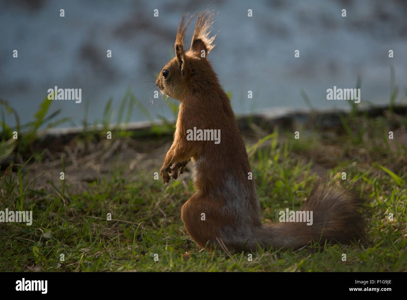 Sciurus vulgaris (toujours en alerte). Hyvinkää, Finlande. 13.5.2018 Banque D'Images