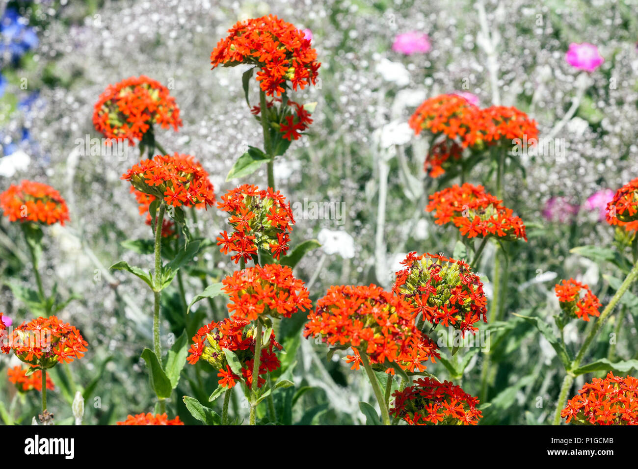 Croix de Malte, Lychnis chalcedonica Banque D'Images