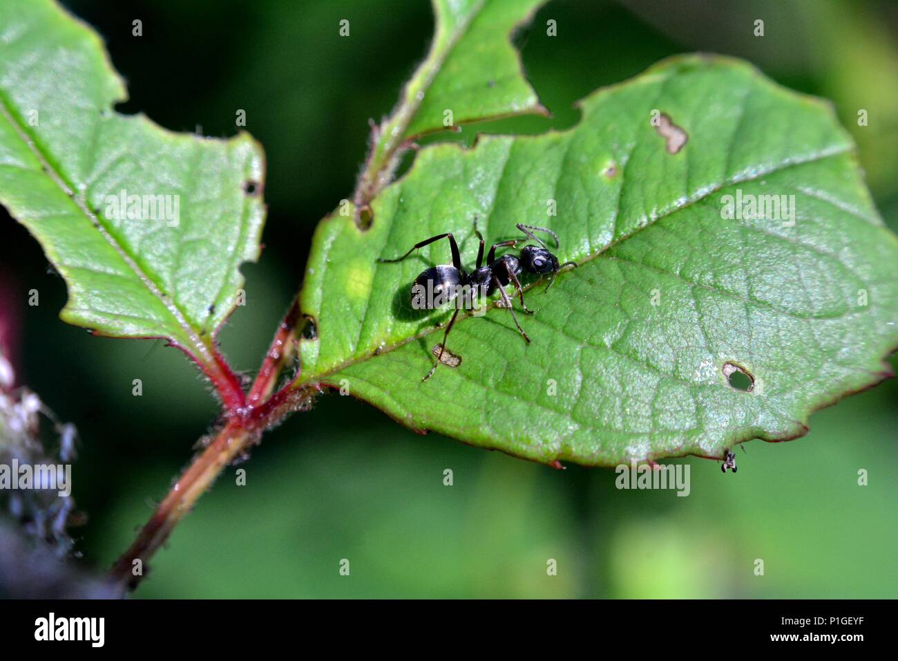 Ant noir est assis sur feuille verte Banque D'Images