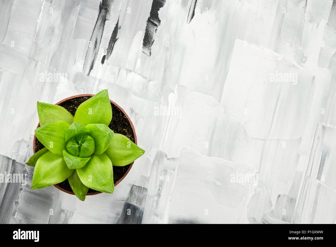 Plante succulente vert noir et blanc abstrait sur fond peint. Banque D'Images