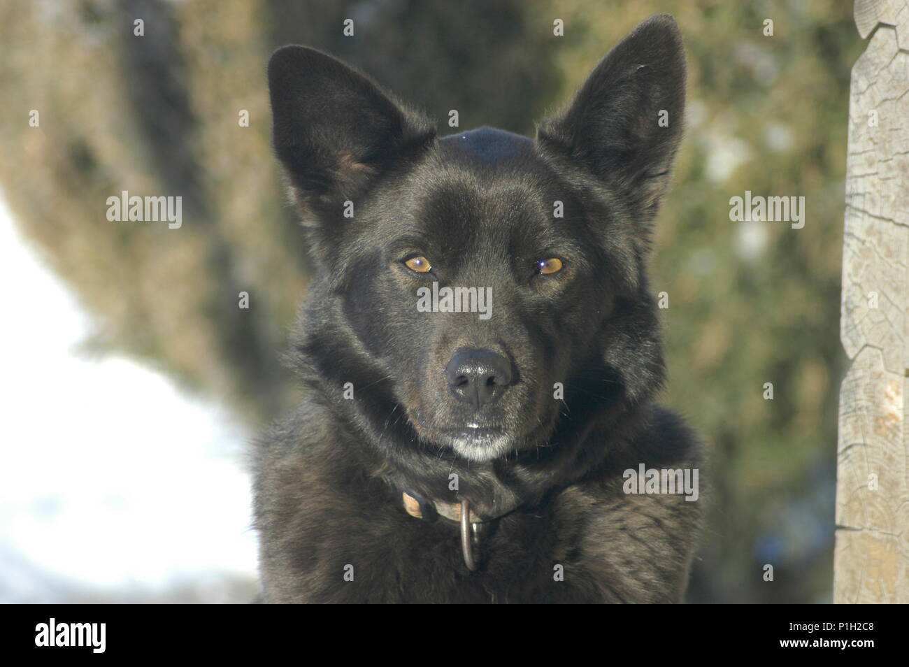 Portrait de chien noir Banque D'Images