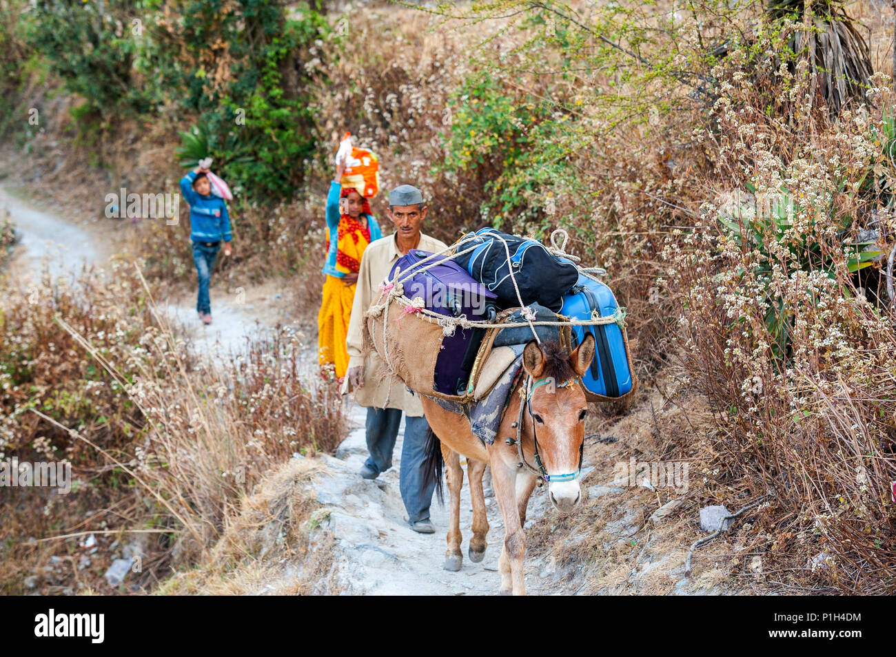 Transport des bagages d'âne à Kala Agar Kumaon Hills village,, Uttarakhand, Inde Banque D'Images