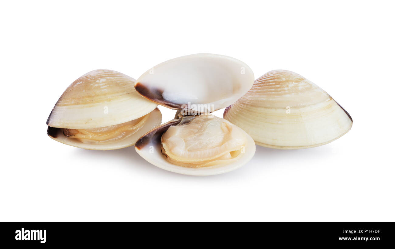 Trois nouvelles ouvert et fermé les palourdes shell isolé sur fond blanc Banque D'Images